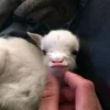 Sheep ➜