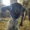 Sheep ➜