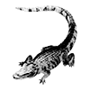 ㅤㅤㅤㅤㅤ 🦂