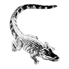 ㅤㅤㅤㅤㅤ 🦂