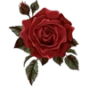 ╭┈┈┈┈ ᴘɪɴᴋ ┈┈┈┈╮ ✮ ✮