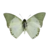 𝑆𝑢𝑚𝑒𝑟𝑢 🍃🪷 | by