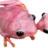 Frog by