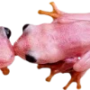 Frog by