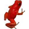 Frog by