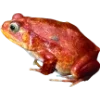 Frog by