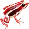 Frog by
