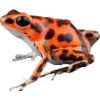 Frog by