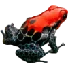 Frog by