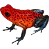 Frog by
