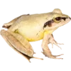 Frog by
