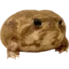 Frog by