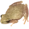 Frog by
