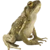 Frog by