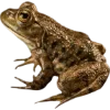 Frog by
