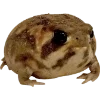 Frog by