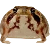 Frog by