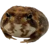Frog by