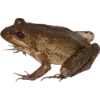 Frog by