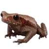 Frog by