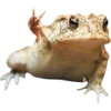 Frog by