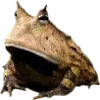 Frog by