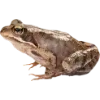 Frog by