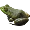 Frog by