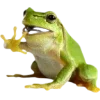 Frog by
