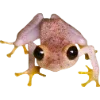 Frog by
