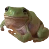 Frog by