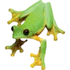 Frog by