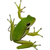 Frog by