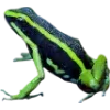 Frog by