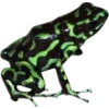 Frog by