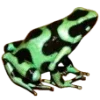 Frog by