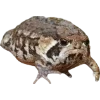 Frog by