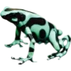 Frog by