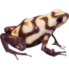 Frog by