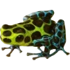 Frog by