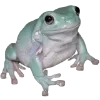 Frog by