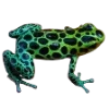 Frog by
