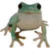 Frog by