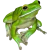 Frog by