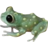 Frog by