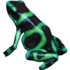 Frog by