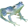 Frog by