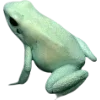Frog by