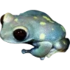 Frog by
