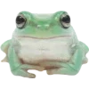 Frog by